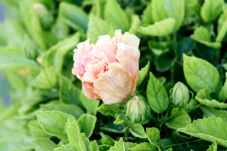 Cream-colored China Rose, Hibiscus Double with budsの写真素材