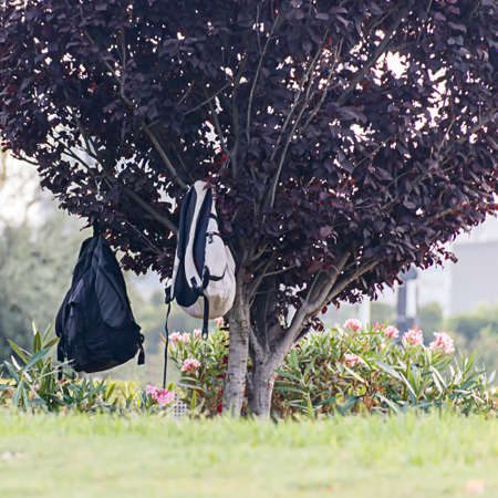 Two backpacks hang on a treeの写真素材
