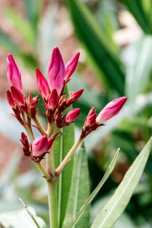 Pink oleander buds closeupの写真素材