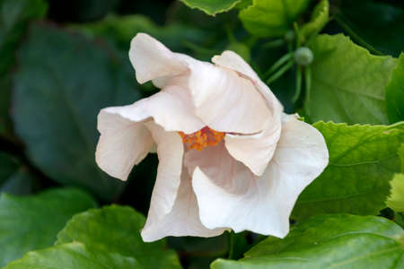 Cream-colored China Rose bud in foliageの写真素材