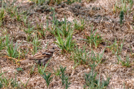 Sparrow holds twigs for a nest in its beak