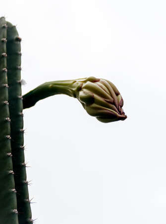 Big bud of cactus flower close-upの写真素材