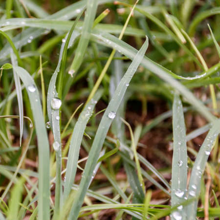 fresh green grass with dew on it clost-upの写真素材