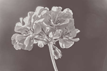 Black and White image of geranium flowers close-upの写真素材