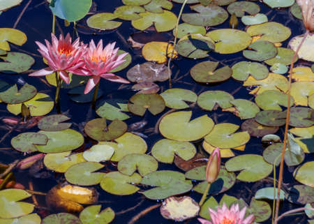 Flowers of pink lotuses in a pondの写真素材