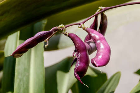 Violet pods of decorative beans closeupの写真素材