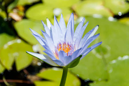 Big blue water lily close-upの写真素材