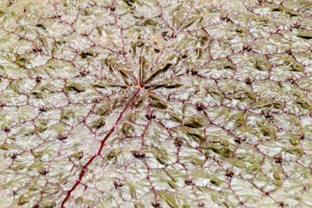top view of pale green textured leaf of water lilyの写真素材