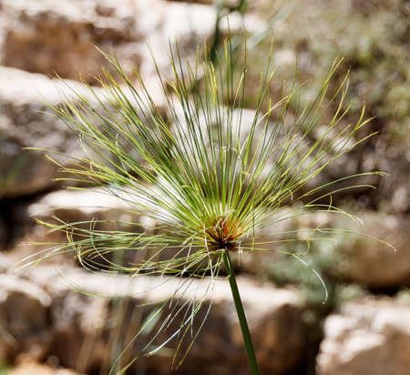 Head of Cyperus papyrusの写真素材