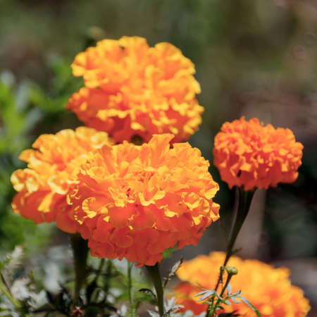 Heads of marigold flower close-upの写真素材