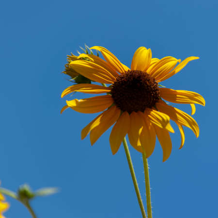 Head of a decorative sunflower close-up against a blue skyの写真素材