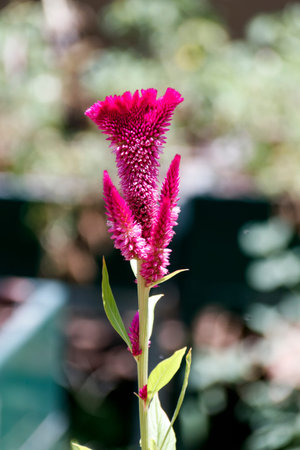 Head of pink celosia flower close-up