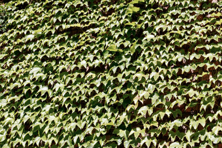 Textural decorative background of green leaves wallpaper