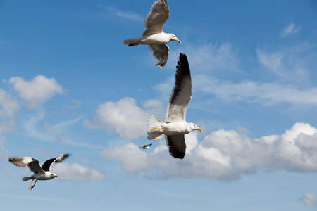 Several sea gulls in flightの写真素材