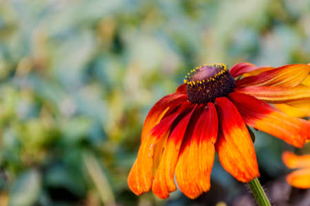 Head of orange daisy coneflowers on a green backgroundの写真素材