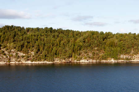Pine forest on the shore of the fjordの写真素材
