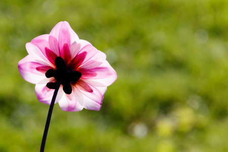 The back side of a delicate pink flower in the counter-lightの写真素材