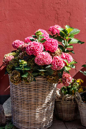 Hortensia macrophile flowersの写真素材