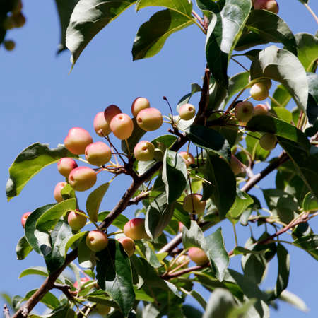 Paradise apples on a tree branchの写真素材