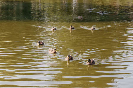 Ducks are swimming in a pondの写真素材