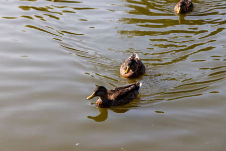 Couple of mallard ducks swimの写真素材