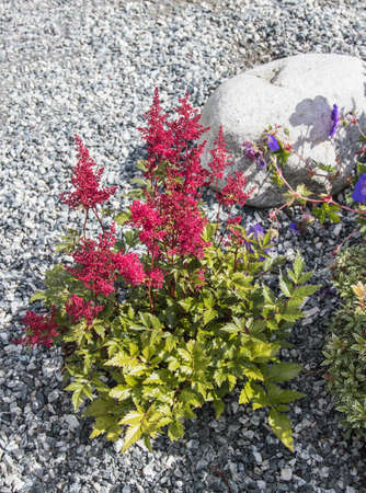 Red flowers with foliageの写真素材