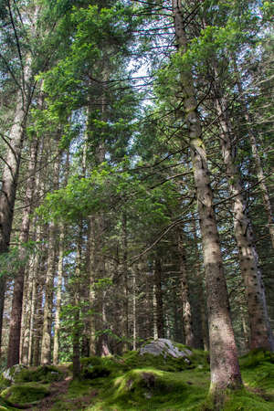 Coniferous trees on a green moss-covered groundの写真素材