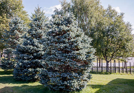 Blue Fir trees in the background of birchesの写真素材