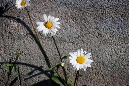 White daisies flowers on the asphaltの写真素材