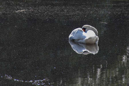 Reflection of a white swan in the waterの写真素材