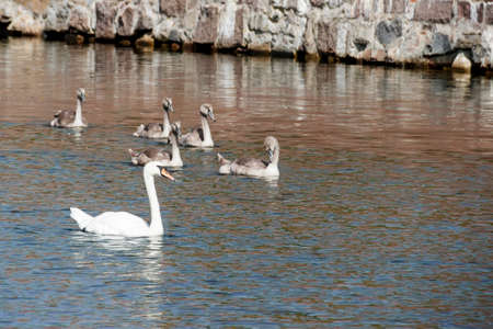 A family of white swansの写真素材