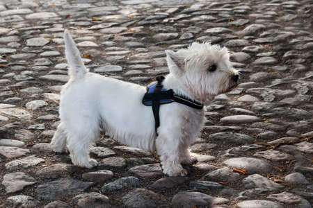 West Highland White Terrier side viewの写真素材