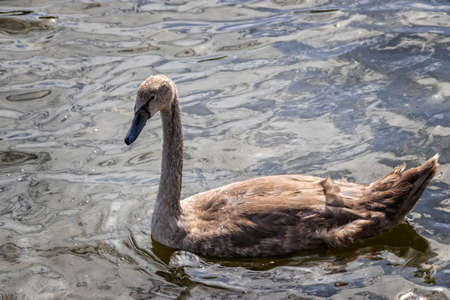 Single brown swan ducklingの写真素材