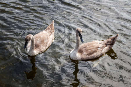A pair of young swans swimmingの写真素材