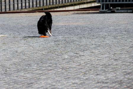 Dog raises a silicone flying saucer toyの写真素材
