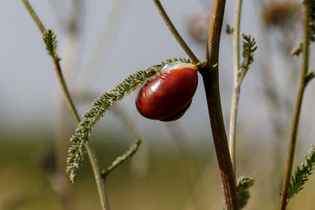 The snail crawls along the green branchの写真素材