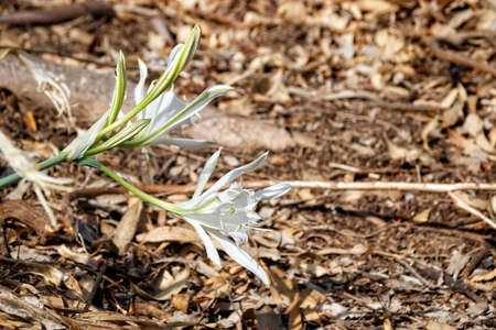 Head of white sand lily flowers in dry grassの写真素材