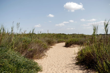 Sandy road leading to the sea among green plants