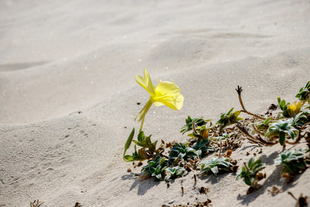 Beach evening-primrose flower with leavesの写真素材