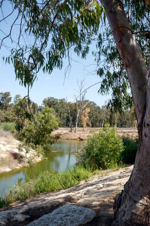 Eucalyptus grove, river, dry treesの写真素材