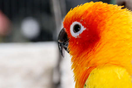 Head of the sun conure parrot close-upの写真素材