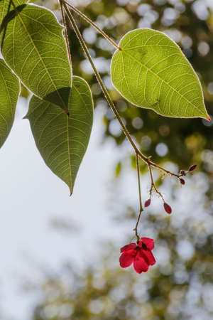 Red flower on a long branch with leaves in a counter-lightの写真素材