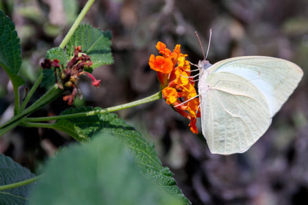 Catopsilia Florella butterfly on orange flowersの写真素材