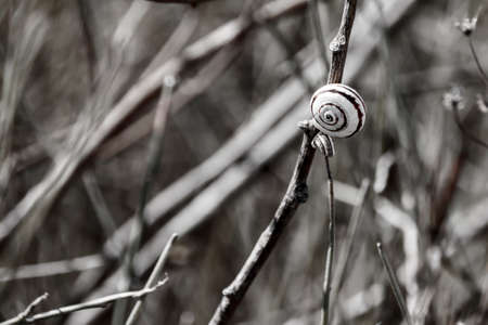 Snails in spiral shells sit on a dry stemの写真素材