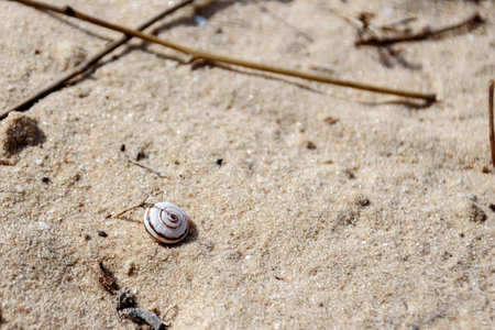 The snail in the shell lies on the sand