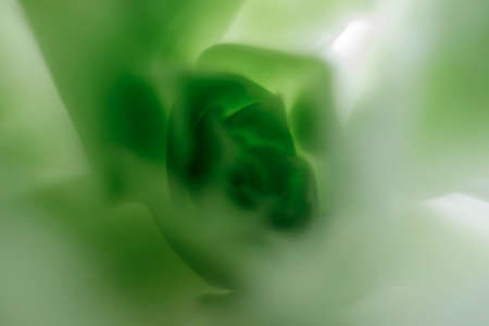 Green blurred backgroundの写真素材
