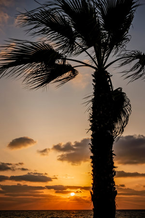Colorful sunset on the Mediterranean with palm tree