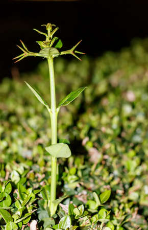 Different from other spiny stalkの写真素材