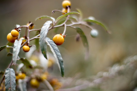 Yellow berries and leaves on a branchの写真素材