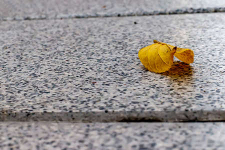 Yellow leaf of a tree on the pavementの写真素材